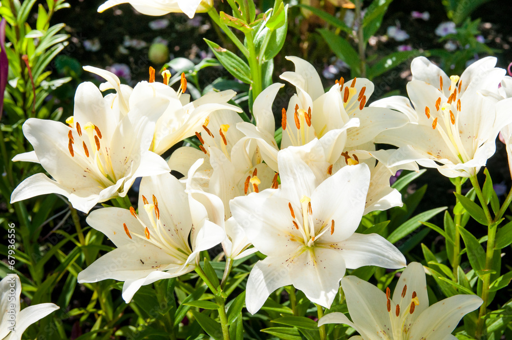 Fototapeta premium plant of flowering white lilies