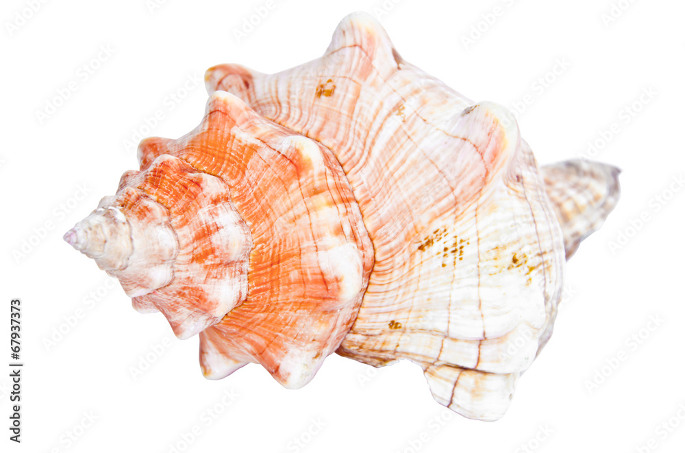 conch Marine seashell shell