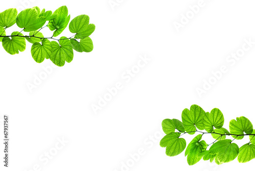 Green leaves isolate white background