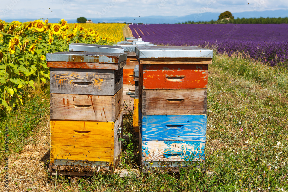 Bee hives on lavender fields, near Valensole, Provence. Bee hives on lavender fields, near Valensole, Provence.