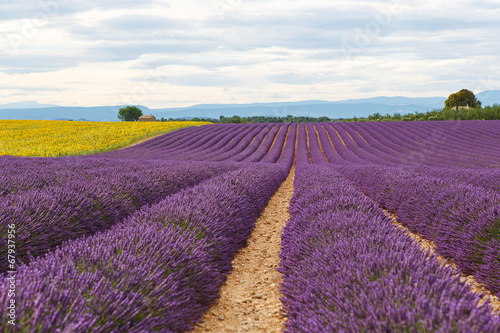 Lavender fields near Valensole in Provence  France.