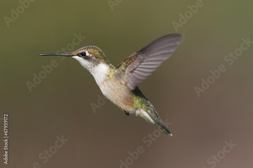 Female Ruby-throated Hummingbird (archilochus colubris)