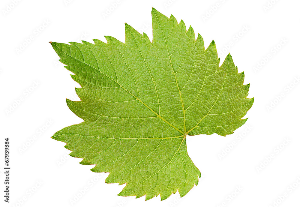 Grape leaf Grape leaf