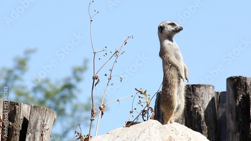 meerkat watching for predators