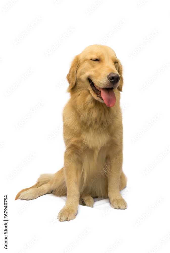 Smile Golden Retriever Smile Golden Retriever