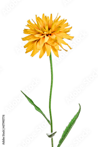 flower rudbeckia isolated on white background