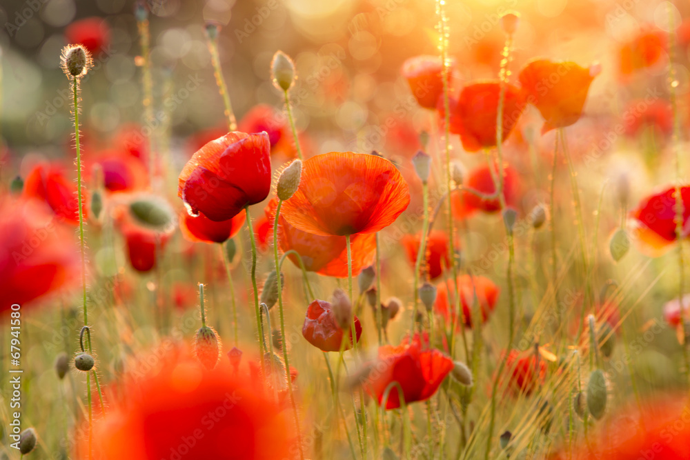 Obraz Kwitnący pole maku w wieczornym świetle z bokeh
