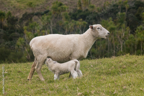 ewe feeding its lamb