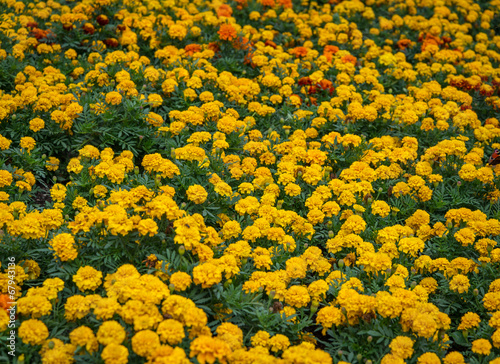 Tagetes flower (marigold) as background. Selective focus.