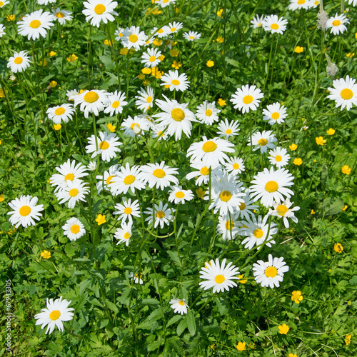 Margeriten - Leucanthemum