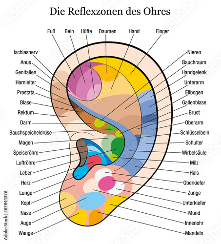 Ear reflexology german description white