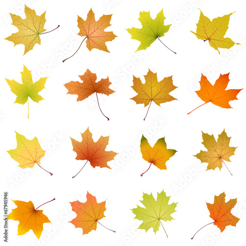 Set of falling autumn maple leaves, vector illustration.