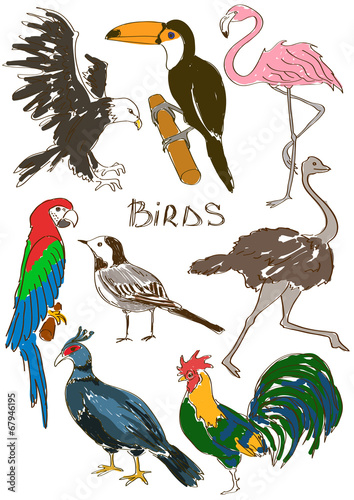 Set of isolated birds