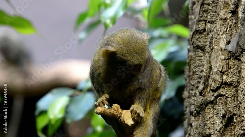 Pygmy marmoset photo