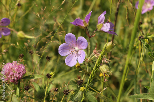 Fototapeta Naklejka Na Ścianę i Meble -  Geranium