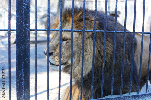 Fototapeta Naklejka Na Ścianę i Meble -  Big lion