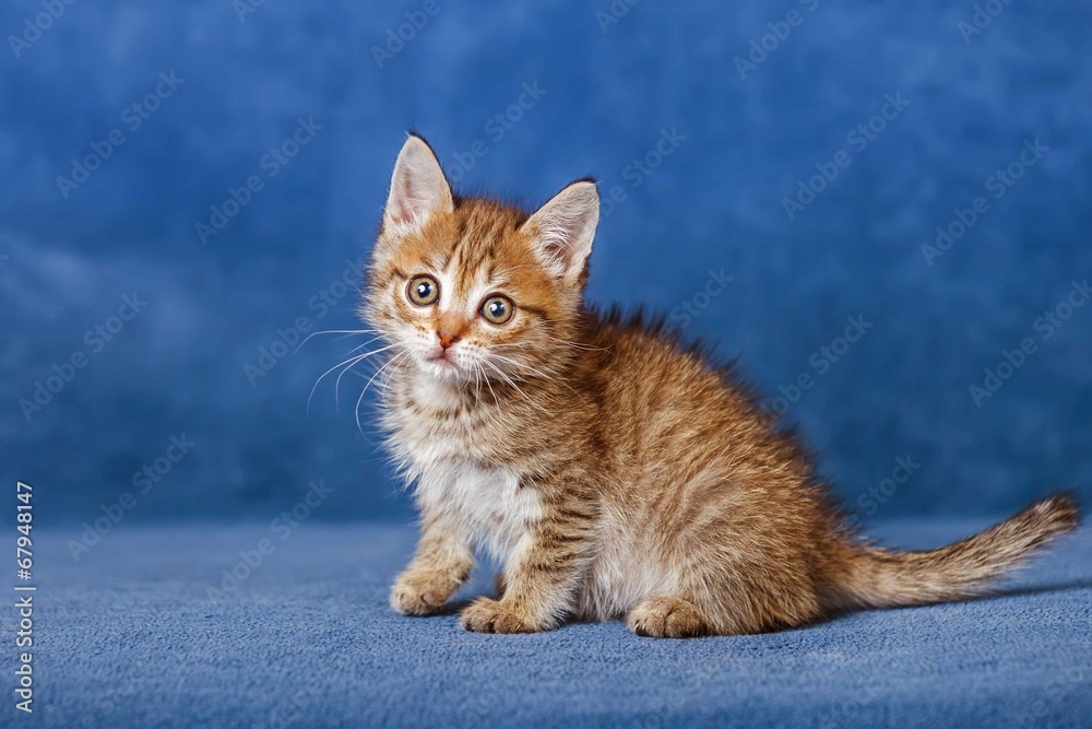 Fototapeta premium Cute striped kitten