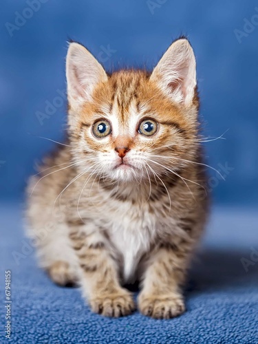 Cute striped kitten © TravelMedia