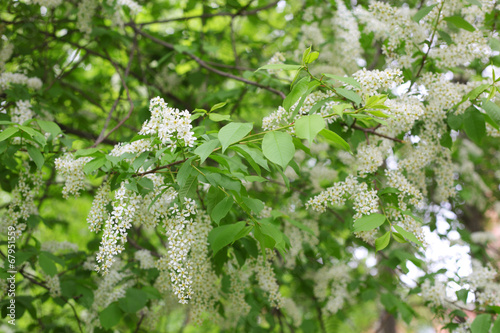 Lilac bush photo