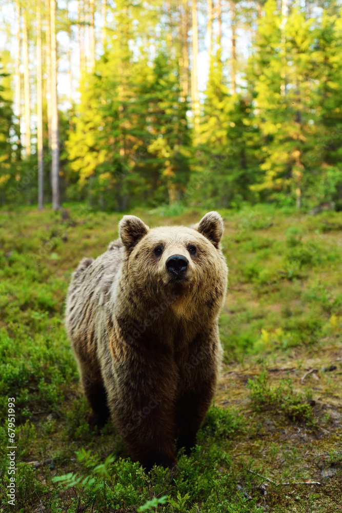 Obraz premium Brown bear in forest