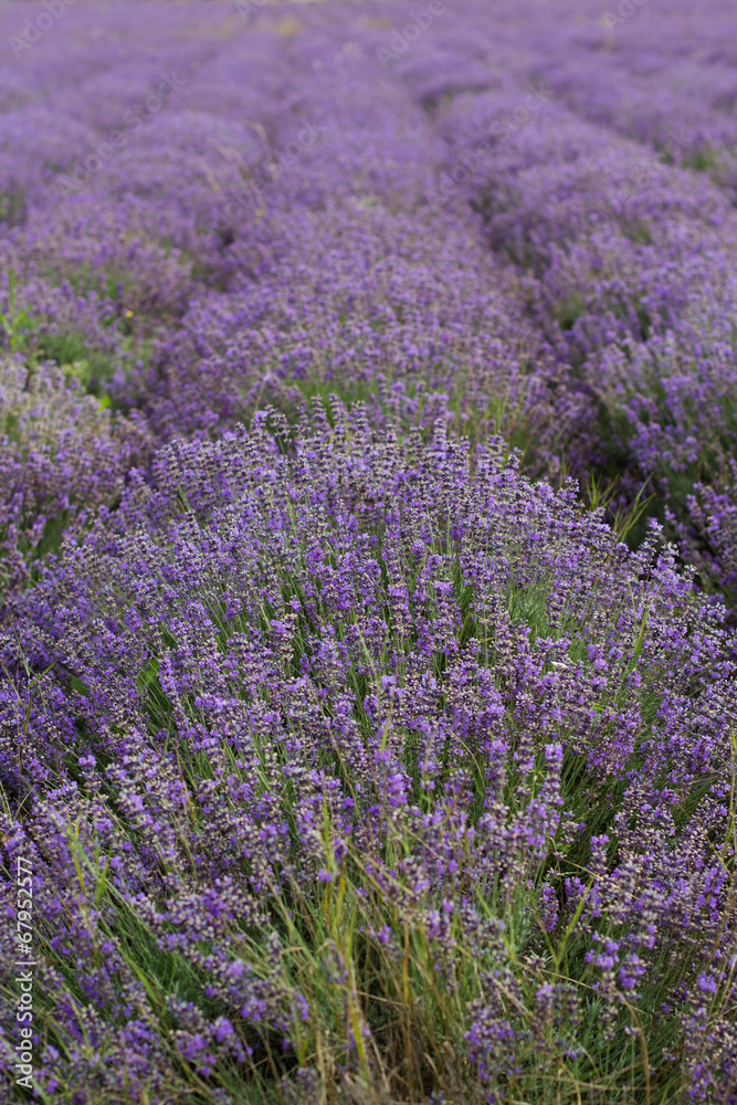 Purple field of lavender flowers