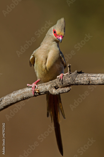 Red-Faced Mousebird
