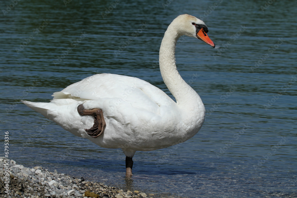 Fototapeta premium étirement d'un oiseau