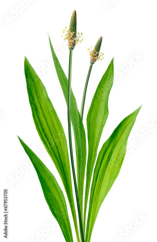 Ribwort (Plantago lanceolata) photo