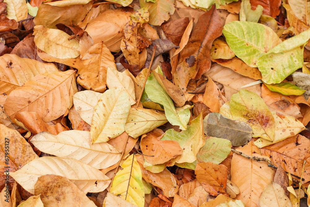 Above view of autumnal yellow leaves on the land Above view of autumnal yellow leaves on the land
