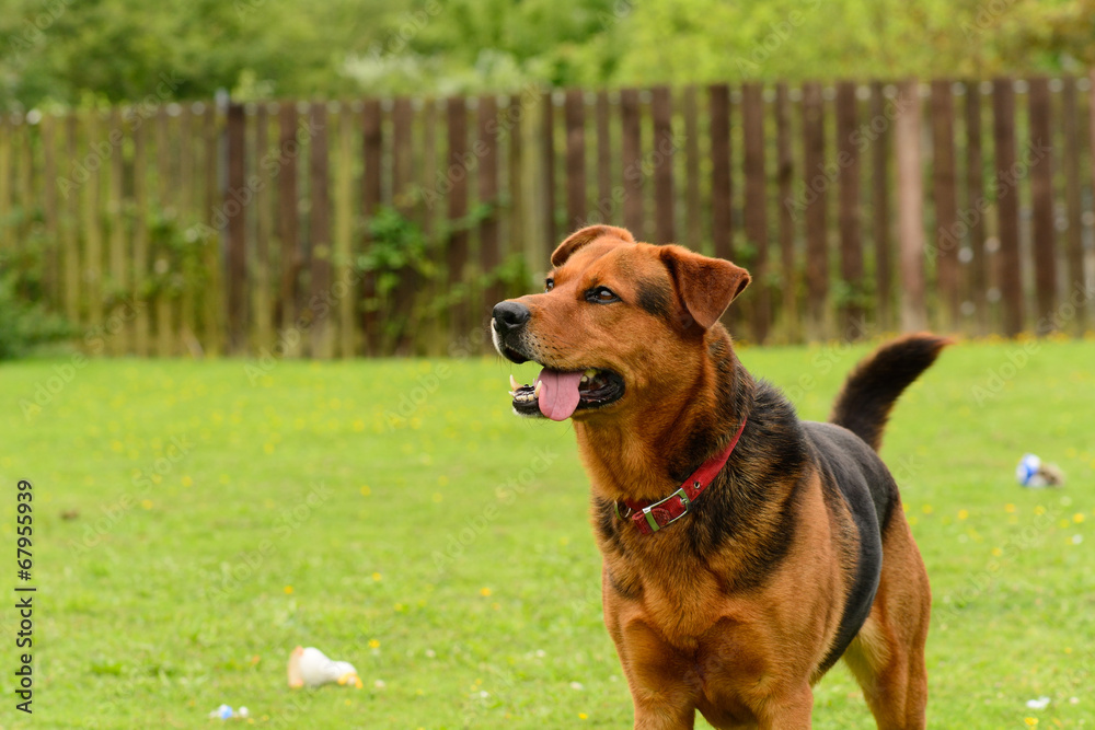 Dog waiting for ball to be thrown