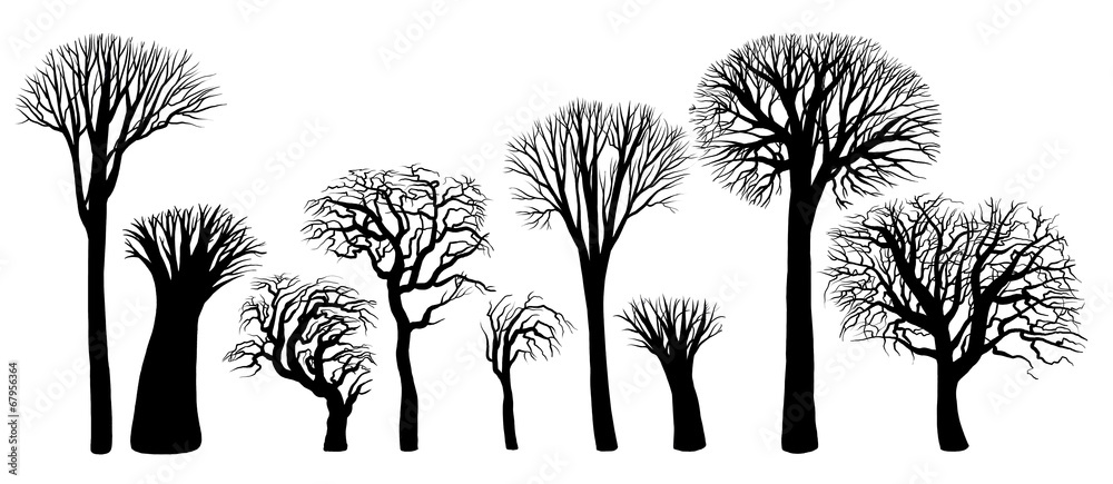 Силуэты деревьев без листьев