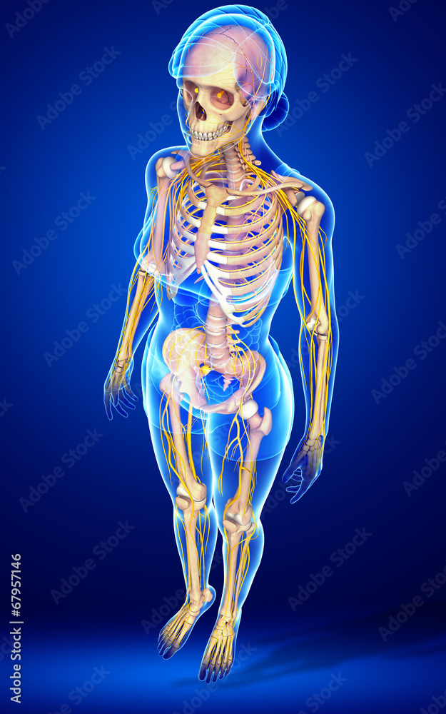 Human skeleton side view Human skeleton side view