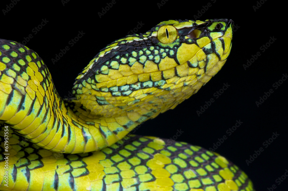 Wagler's pit viper / Tropidolaemus wagleri Wagler's pit viper / Tropidolaemus wagleri