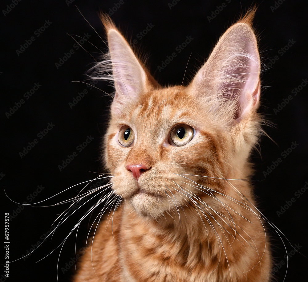 Cat. Breed - the Maine Coon