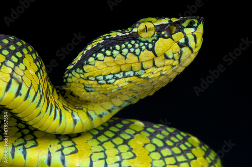 Wagler's pit viper / Tropidolaemus wagleri