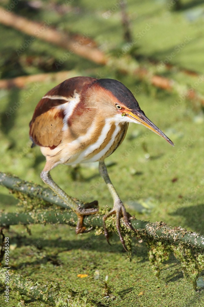 Least Bittern (Ixobrychus exilis)