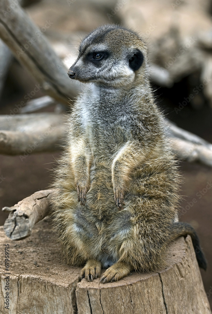 Fototapeta premium Meerkat