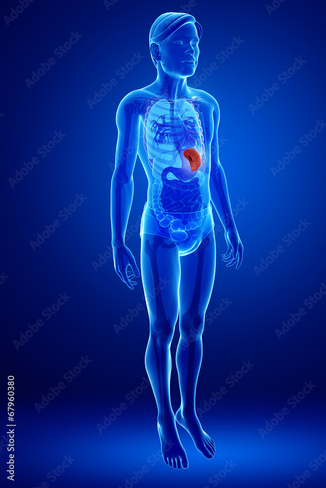 Male spleen anatomy Male spleen anatomy