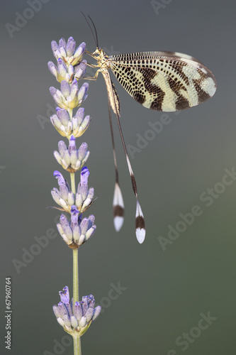 Fragile Neuroptera winged insect on aromatic flower photo