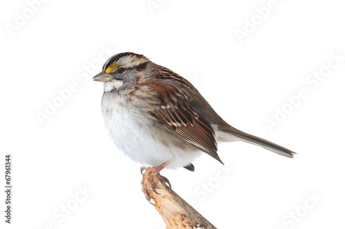 White-throated Sparrow (Zonotrichia albicollis)