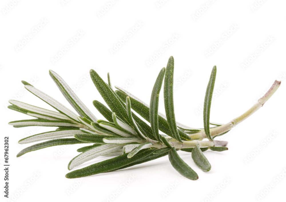 Fototapeta premium rosemary herb spice leaves isolated on white background cutout