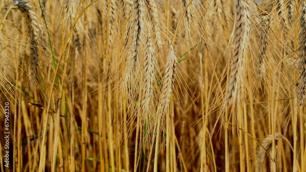 detail of wheat field,tilt detail of wheat field,tilt