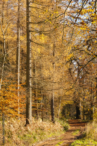 Autumn colours, riverside walk, November 2103 photo