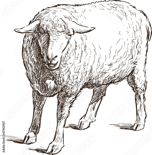 sketch of a sheep