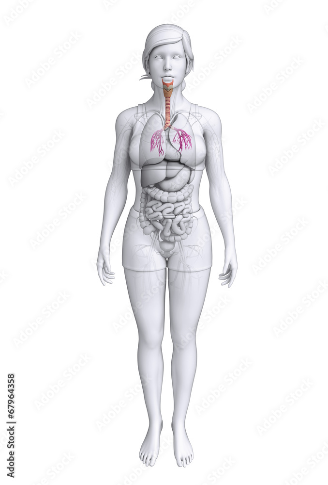 Female throat anatomy