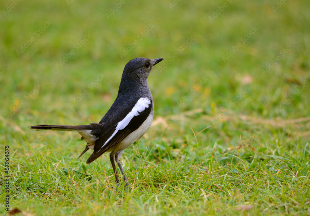 Oriental Magpie Robin (Copsychus Saularis) Oriental Magpie Robin (Copsychus Saularis)