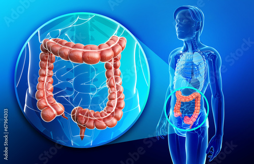 Illustration of female large intestine anatomy photo