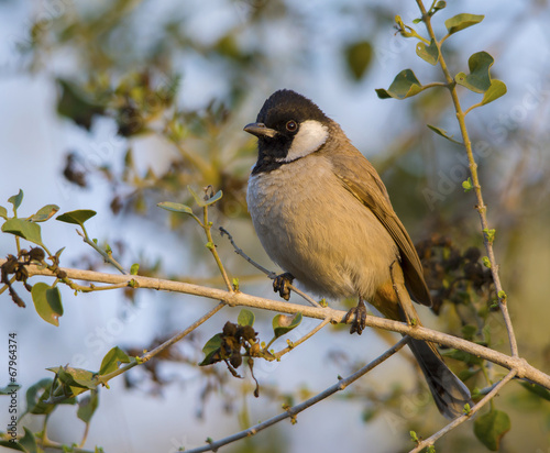 White Eared Bulbul (Pycnonotus Leucotis) photo