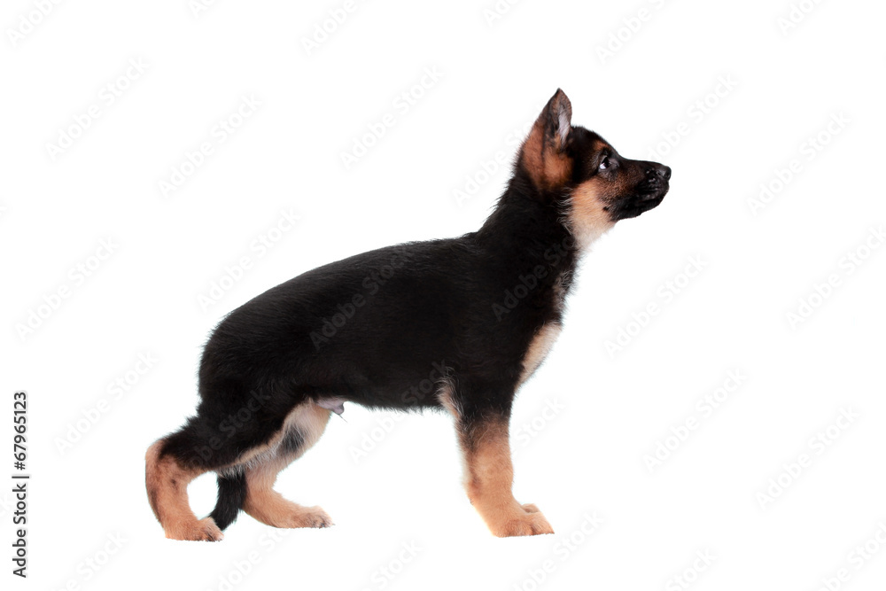German shepherd puppy German shepherd puppy