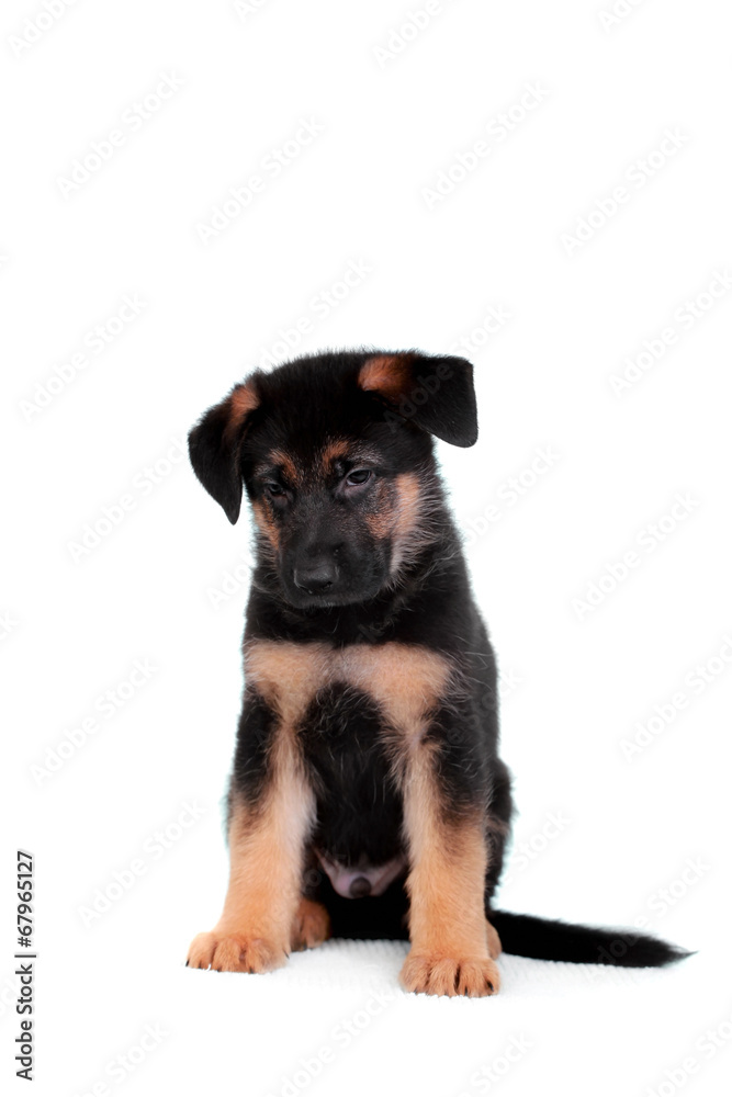German shepherd puppy German shepherd puppy